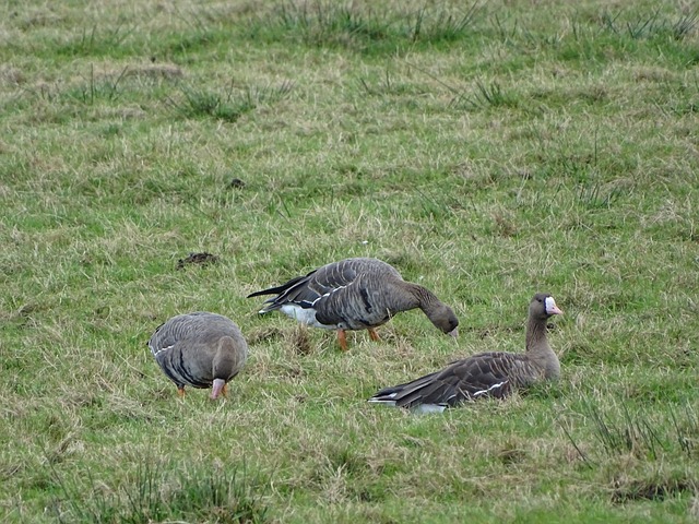 使得雷霆取 使得雷霆取