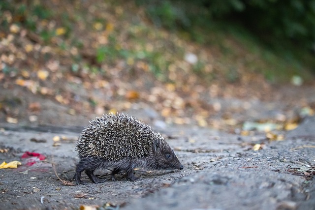 以其高效的 以其高效的